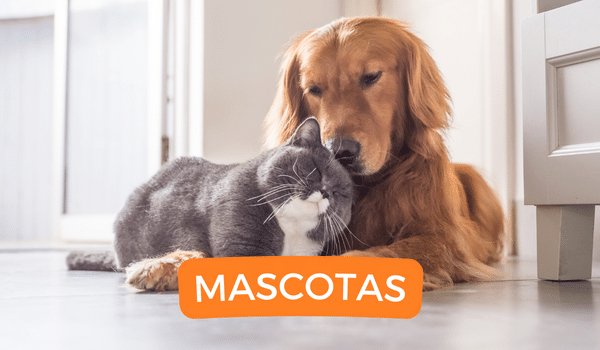 Mascotas - Pequiti